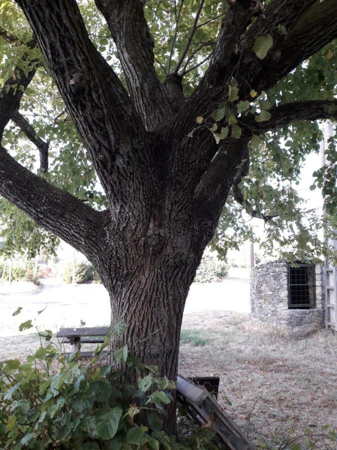 Le Patio Aux Hirondelles Villa Lagorce  Esterno foto